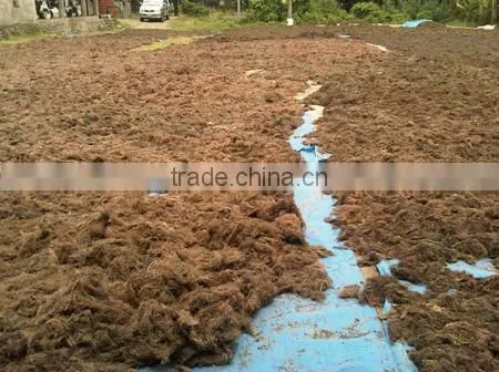 Sell Gracilaria, Eucheuma Spinosum And Eucheuma Cottoni Seaweeds photo-6