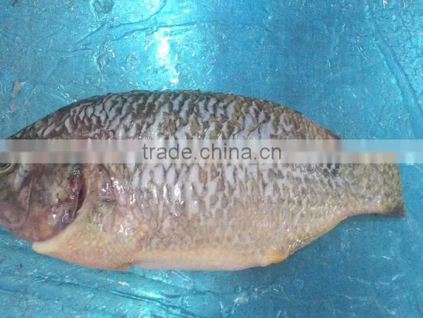 BLACK TILAPIA/ RED TILAPIA/ OREOCHROMIS/ PERCH photo-4