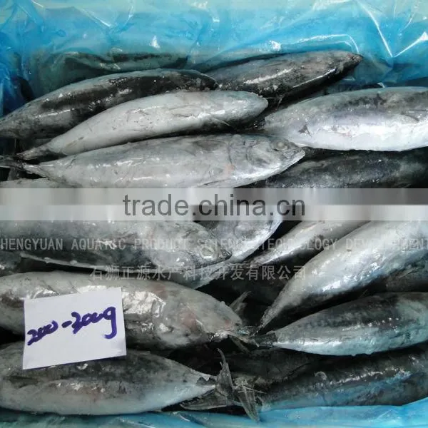 for Canning Low Price 200g Fresh Frozen Bonito Tuna photo-3