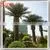 2016 Artificial Date Palm Tree For Swimming Pool Decoration photo-2