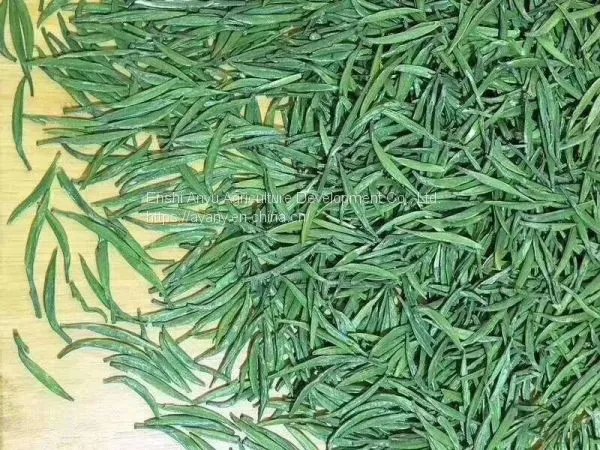 How Much is the Price of Enshi Yulu Tea? Enshi Yulu Bulk Wholesale Hubei Enshi Yulu TeaNew Tea Spring Tea photo-3