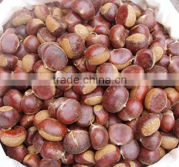 2016 China Hebei Fresh Sweet Chestnuts photo-2