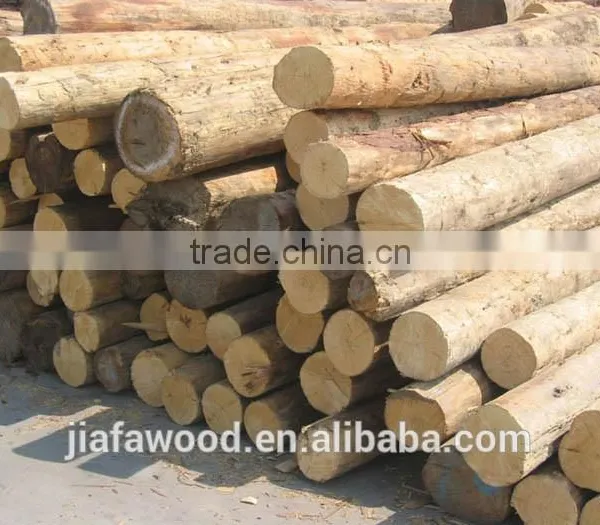 White Birch Logs, Baltic Birch Logs, Latvia Birch Logs Quality Choice photo-2