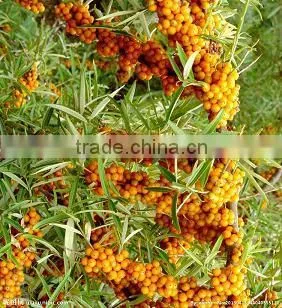 Bulk Seabuckthorn Fruit Oils With GMP Certified Chinese Factory Supply, Essential Oil, Plant Oil photo-3