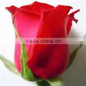 Natural Rose Flower photo-3