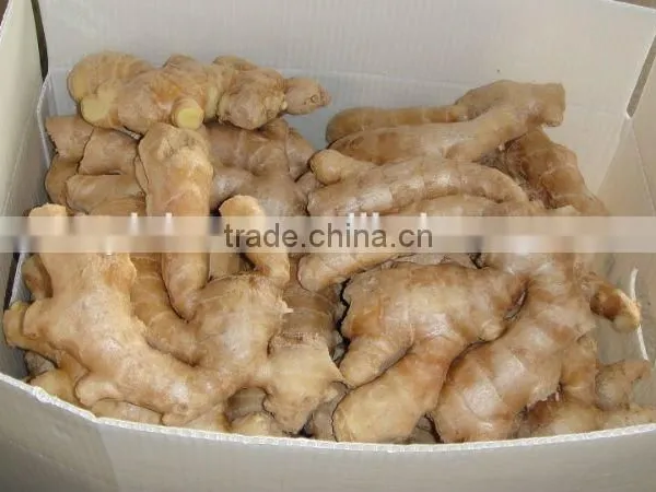 Specification Fresh Ginger photo-3