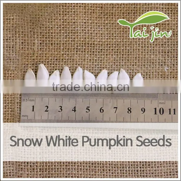 Cheap Price Snow White Pumpkin Seed Export photo-5