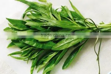 100% Original Tarragon Essential Oil photo-3