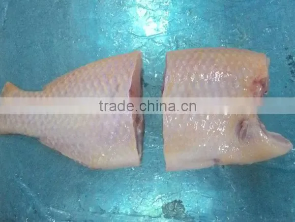 BLACK TILAPIA/ RED TILAPIA/ OREOCHROMIS/ PERCH photo-6