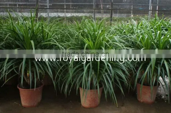 Dracaena Draco,Dracaena Angustifolia Indoor Plants photo-2