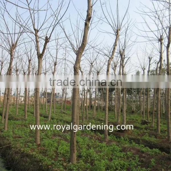 Delonix Regia Project Trees photo-2