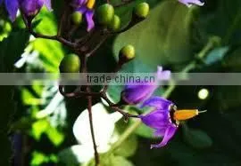 Belladonna Extract photo-2