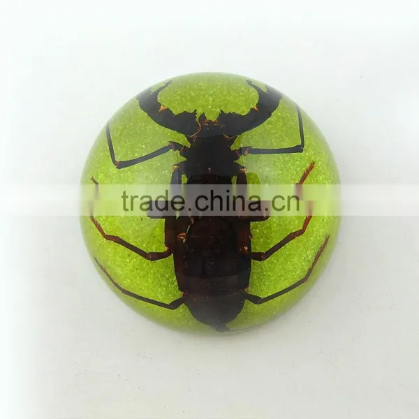 2016 New Style Business Particularly Paperweight With Real Insect Spide photo-5