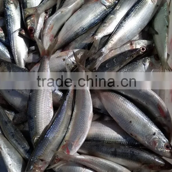 Frozen Sardine Fish Sardinella Longiceps From FAO61 photo-4