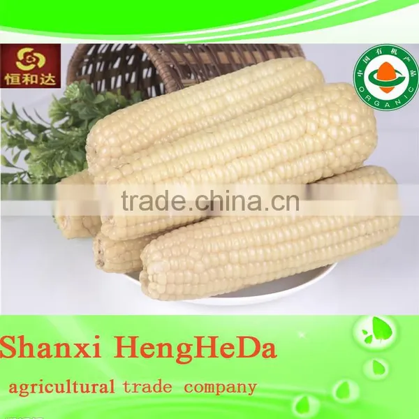 High Quality Yellow Corn for Animal Feed. Maize. Canned Corn photo-6