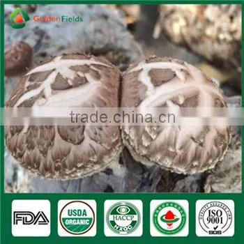 China Manufacturer Supply Organic Dried Fresh Shiitake Mushroom photo-5