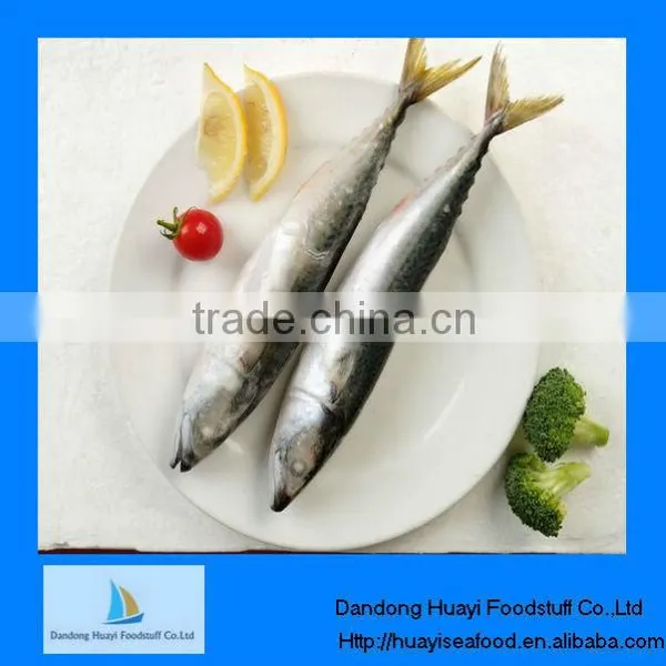 Frozen Mackerel Pacific Horse Mackerel