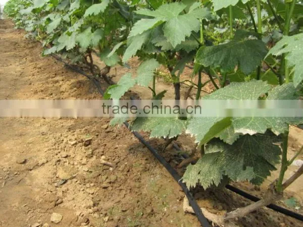 PE Plastic Pipe,16mm Drip Irrigation Pipe ,drip Tubes photo-2