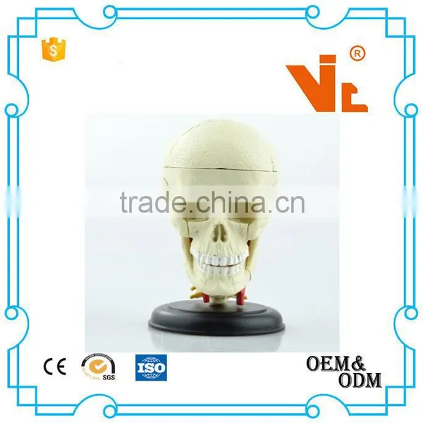 V-HM06 4D MASTER Brain Skull Brain Model photo-3