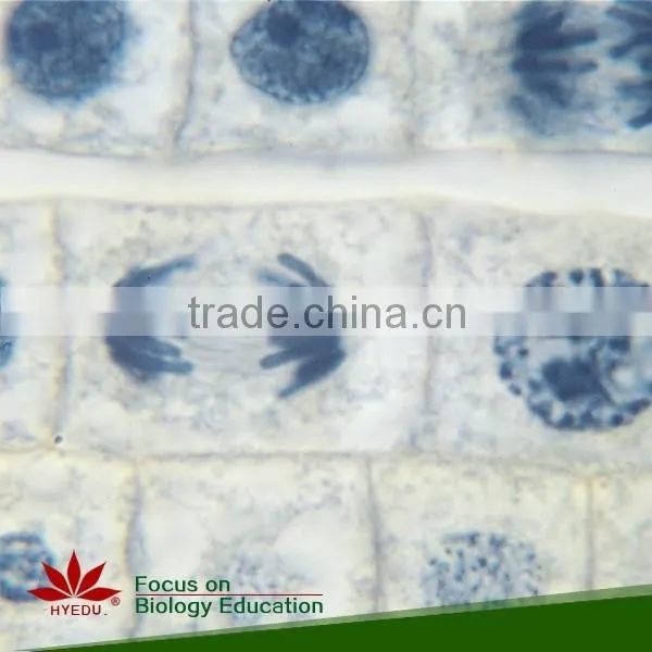 Animal Mitosis & Meiosis Prepared Slides Individual Microscope Prepared Slide photo-4
