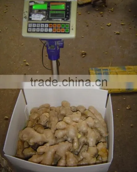 Fresh Air Dried Ginger photo-5
