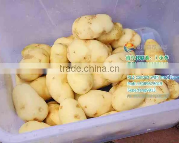 MSTP-80 Stainless Steel Potato Carrot Cassava Washer and Peeler photo-6