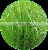 100% Pure & Natural Lemongrass Oil photo-2