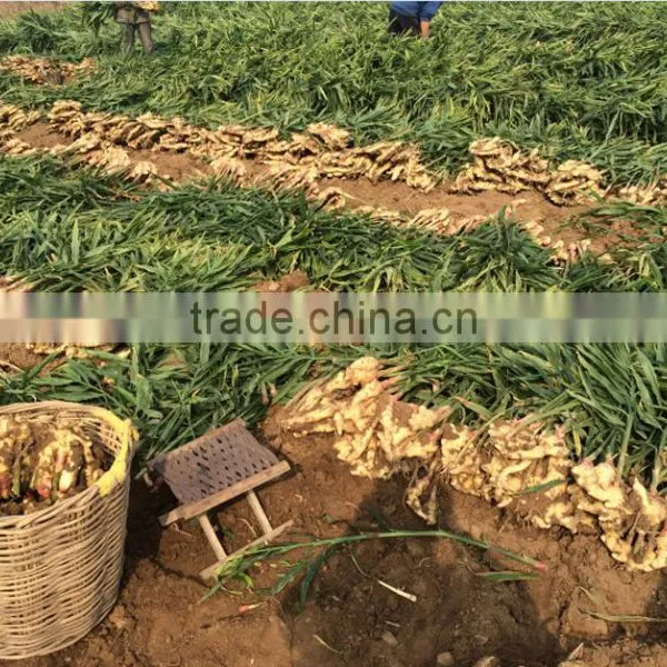 Liquid Microbial Universal Fertilizer photo-6