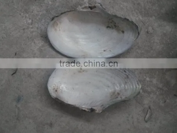 China Freshwater Shell Material Raw Mother of Pearl River Shells photo-2