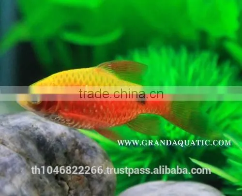 Rosy Barb Fish Farm For Sale and Export photo-6