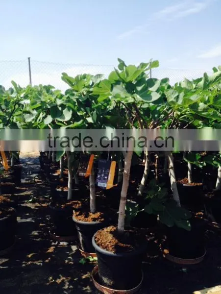 Ficus Carica "Mini Copa" photo-2