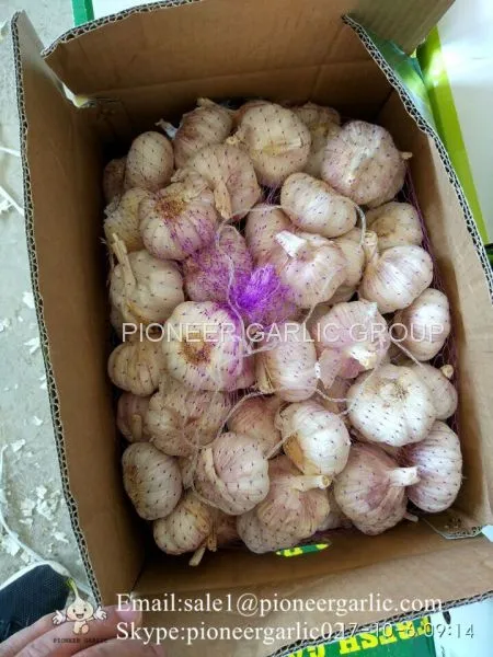 5-5.5cm Fresh Normal White Garlic In 10kg Carton Box Packing