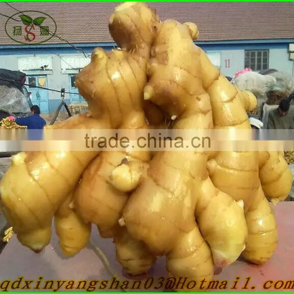 Fresh Ginger for China/Fresh Ginger photo-2