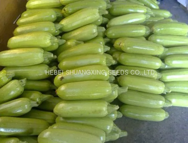 Long Zucchini Hybrid f1 Squash Vegetable Seeds photo-3