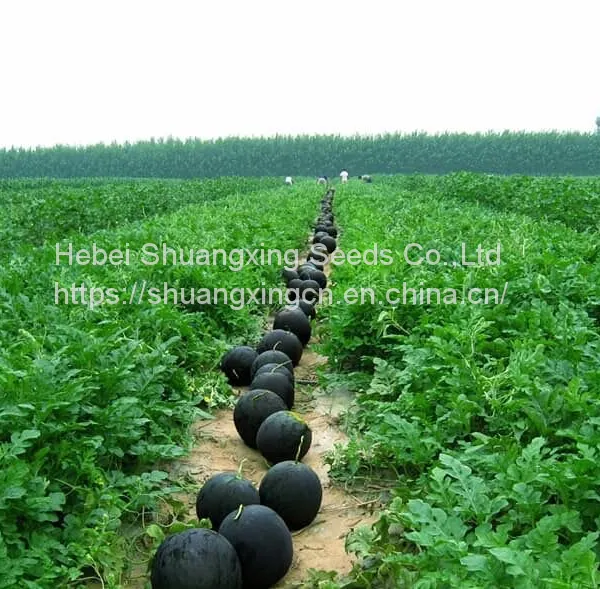 Seedless Black Skin Hybrid Watermelon Seeds photo-4