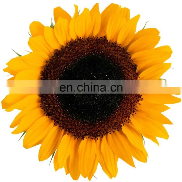 Black White Sunflower Seed 361 for Turkey Egypt Vietnam Myanmar Kazakhstan USA Middle East Georgia Azerbaijan Uzbekistan