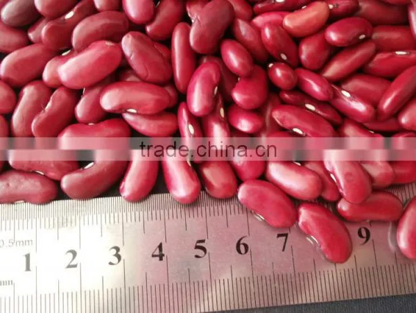 2015 Dark Red Kidney Bean photo-2