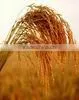 Pak Irri-6 Parboiled Rice Silky Polish 15% Broken
