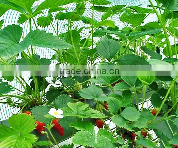 Strawberry Seedling Nursery photo-2