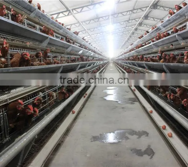 Light Frame Steel Structure Prefab Poultry Farm Construction