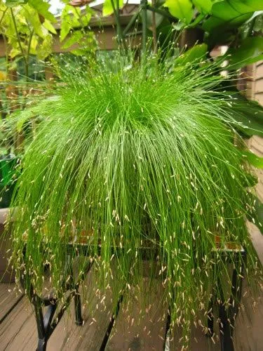 Yellow 40-60cm Perennial Ornamental Grasses Outdoor White