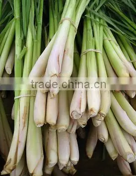 Fresh Lemongrass Vegetable in Vietnam/ Frozen Lemongrass photo-2