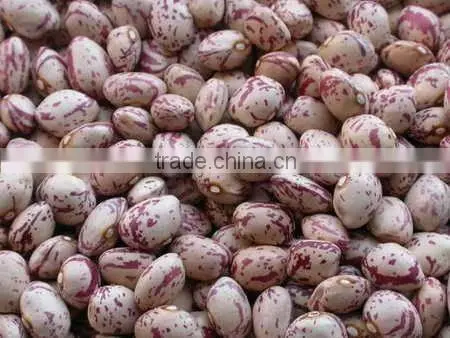 Light Speckled Kidney Beans