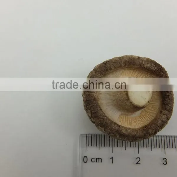 Market Prices for Mushroom photo-4