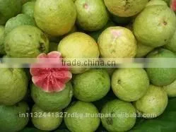 Pink ,White Guava Export in India photo-2