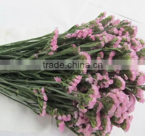 Colorful Hot Sale Decorative Supplies Myosotis photo-2
