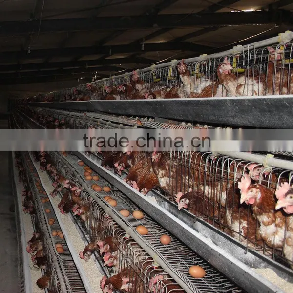 Egg Production Cages Equipment