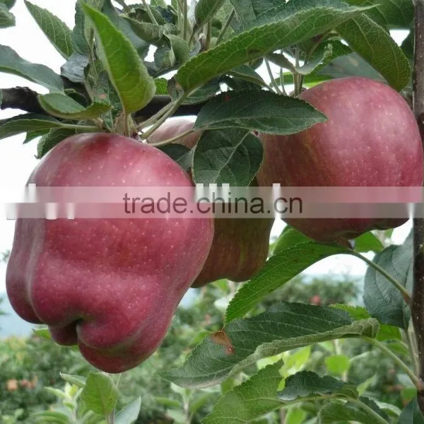 2015 Gansu Huaniu Apple