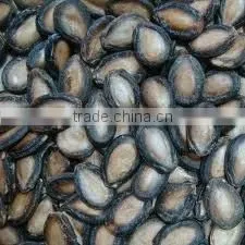 MELON SEEDS