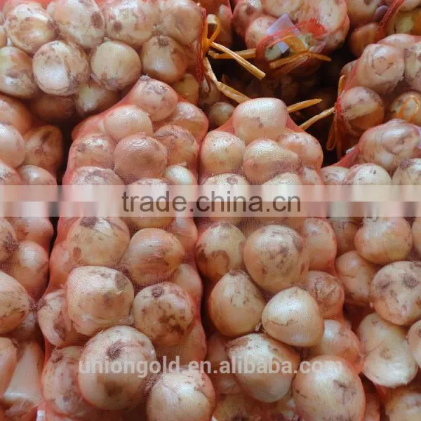 Fresh Yellow Onion / Red Onion photo-2